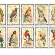 Birds Collage Sheet - Digital Scrapbook - Scrapbooking - Decoupage Download Images - Vintage - Printables - Blossom Paper Art - 1294